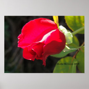 Red Rose Bud Print - Select Your Frame