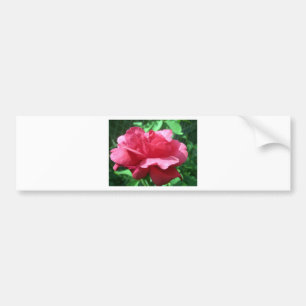 Red Rose Bumper Sticker