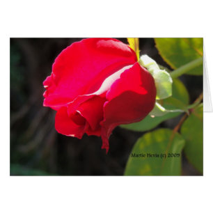 Red Rose - California Gardens Card