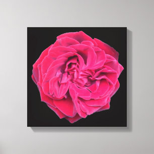 Red Rose Canvas Print
