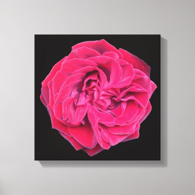 Red Rose Canvas Print (Front)