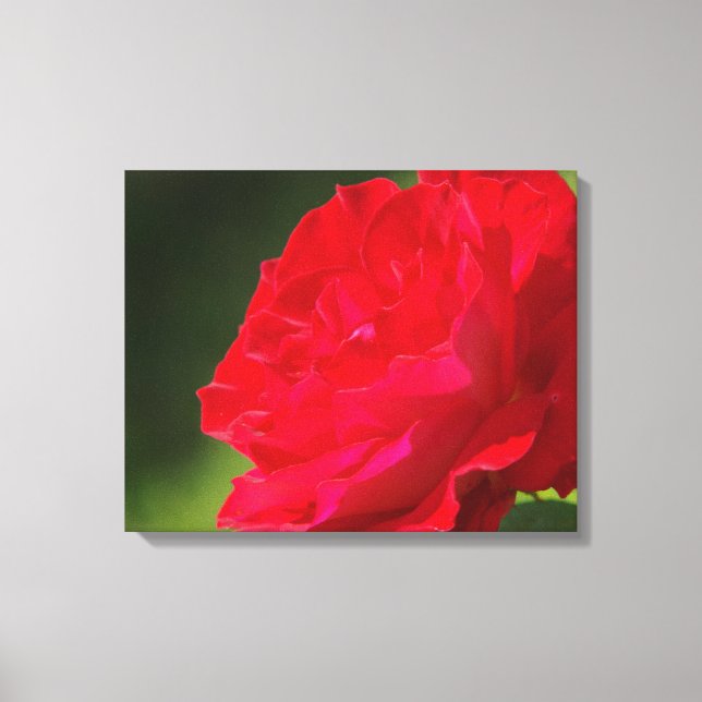 Red Rose - Canvas Print (Front)
