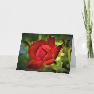 Red Rose, card