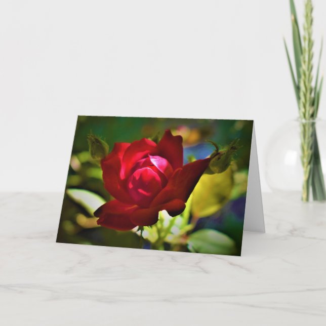 Red Rose, card (Front)