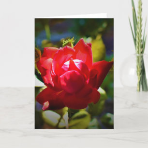 Red Rose, card