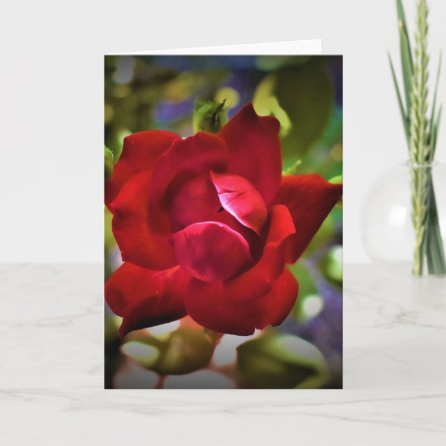 Red Rose, card (Front)
