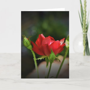 Red Rose, card