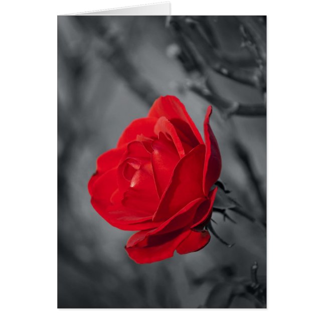 Red Rose Card (Front)