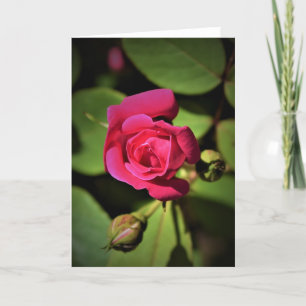 Red Rose, card