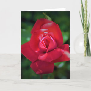 Red Rose, card