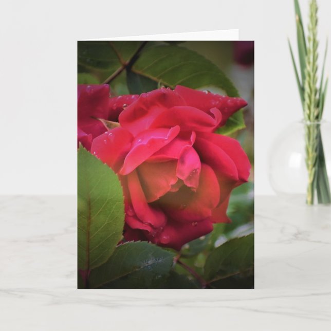 Red Rose, card (Front)