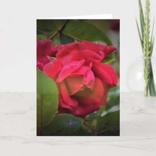 Red Rose, card