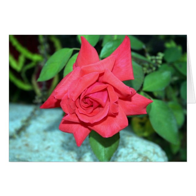 Red Rose Card (Front Horizontal)