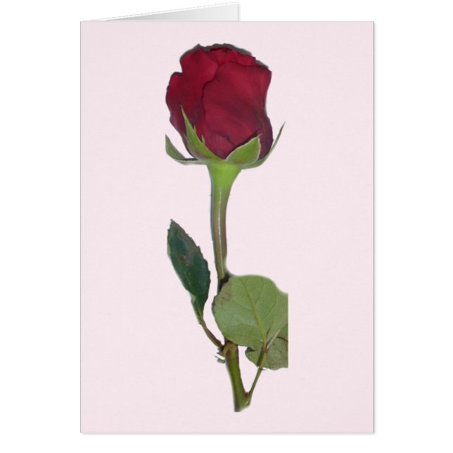 Red Rose Card (Front)