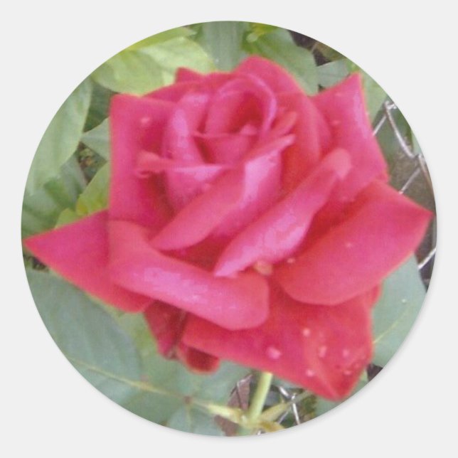 Red Rose Classic Round Sticker (Front)