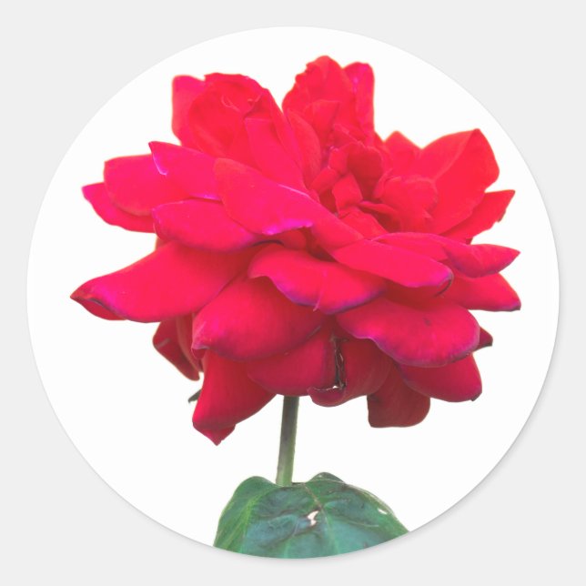 Red rose classic round sticker (Front)