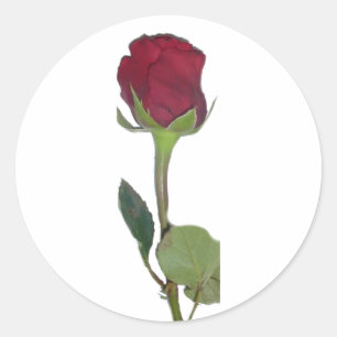 Red Rose Classic Round Sticker