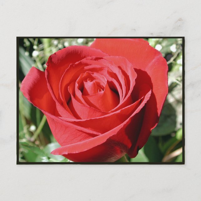 Red Rose Close Postcard (Front)