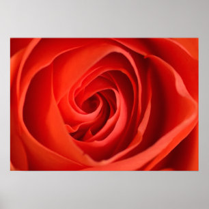 Red Rose Close-Up – Floral Photography Poster