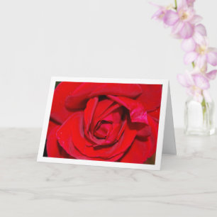 Red Rose Close-up Portrait Card