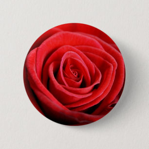 Red rose closeup button badge