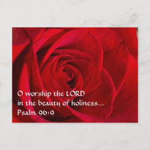 Red Rose Closeup Postcard