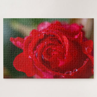 Red rose closeup with water drops. jigsaw puzzle