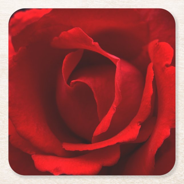 Red Rose coastercna Square Paper Coaster (Front)