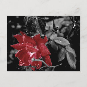 Red Rose colour splash photo Postcard