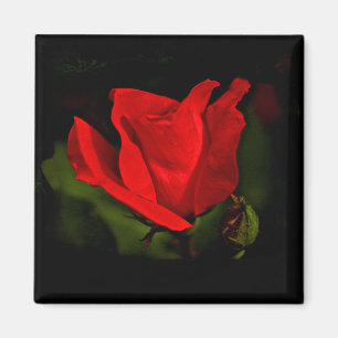 Red Rose - Dark Passion Magnet