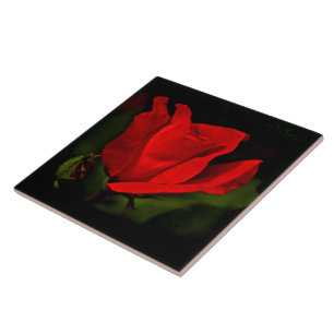 Red Rose - Dark Passion Tile