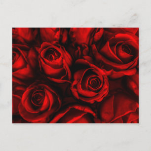 Red Rose Elegance Postcard