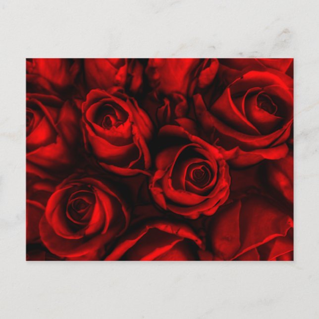 Red Rose Elegance Postcard (Front)