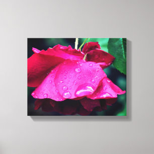 Red Rose Flower And Raindrops  Canvas Print