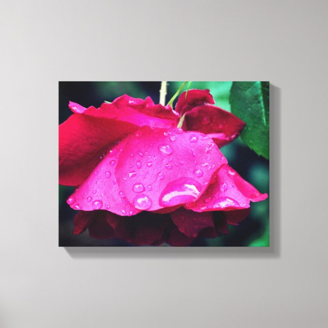 Red Rose Flower And Raindrops  Canvas Print (Front)