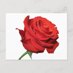Red Rose Flower Blank Floral Black Post Card