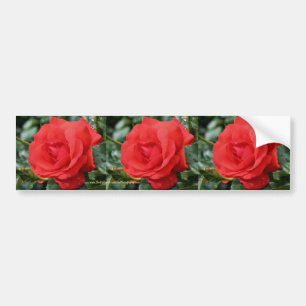 Red Rose Flower Bumper Sticker Car Art