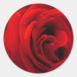 Red rose flower classic round sticker