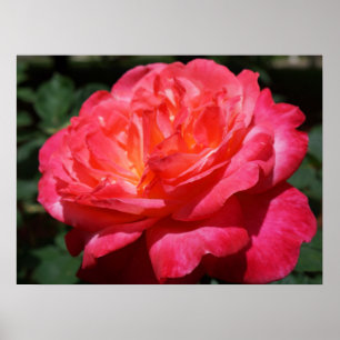 Red Rose Flower Fine Art Prints Roses Garden