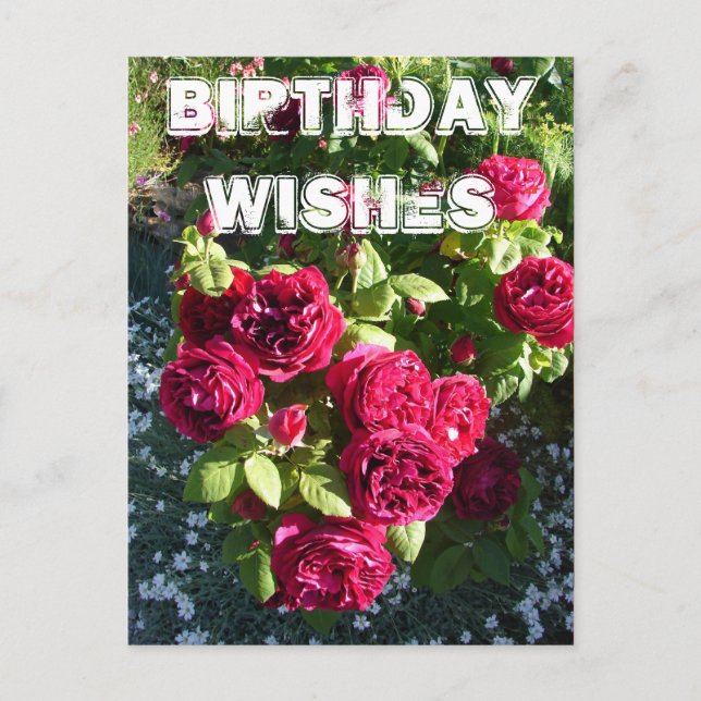Red Rose Flower Garden floral Happy Birthday Postcard (Front)