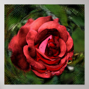 Red Rose Flower In Bloom Abstract Art Poster