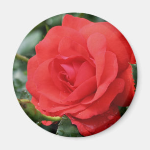 Red Rose Flower Magnet