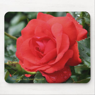 Red Rose Flower Photography Mousepad