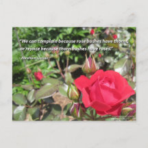Red Rose Flower Postcard with Gratitude Quote