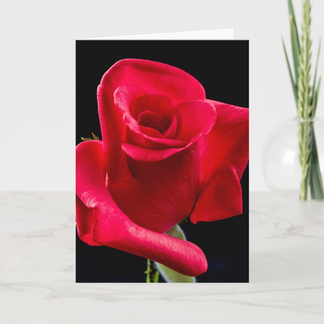 RED ROSE FLOWERS Photography BIRTHDAY Cards (Front)