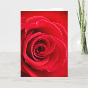 Red rose folded card