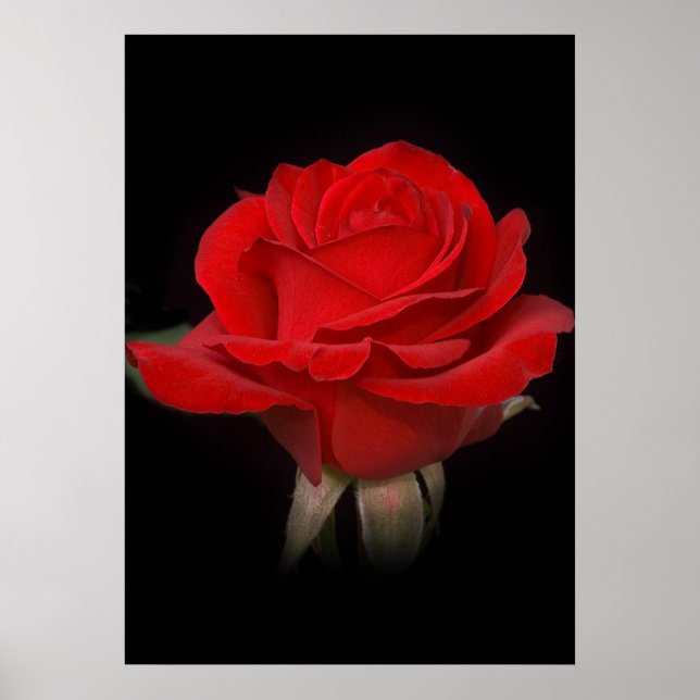 Red Rose for You Poster (Front)
