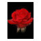 Red Rose for You