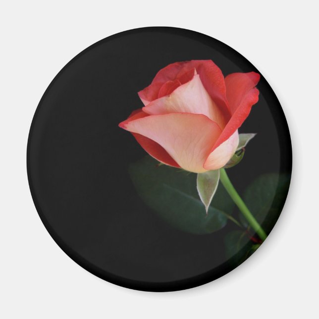 Red rose fridge magnet (Front)