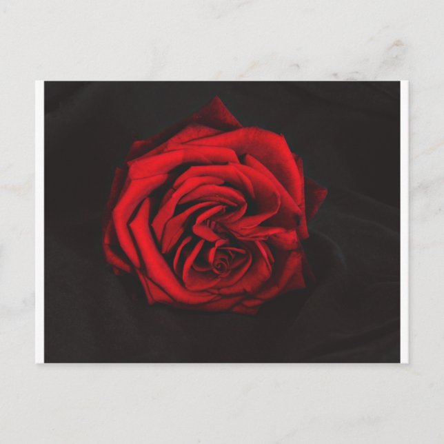 Red Rose gifts Postcard (Front)